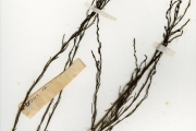 <strong>Scrophulariaceae - Striga - Striga aspera (Willd.) Benth.</strong><br />© hnb