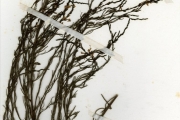 <strong>Scrophulariaceae - Striga - Striga aspera (Willd.) Benth.</strong><br />© hnb