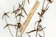 <strong>Rubiaceae - Spermacoce - Spermacoce ruelliae DC.</strong><br />© hnb