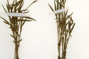 <strong>Commelinaceae - Aneilema - Aneilema pomeridianum Stanfield & Brenan</strong><br />© hnb