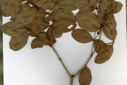 <strong>Myrtaceae - Eugenia - Eugenia coronata Schumach. & Thonn.</strong><br />© hnb