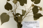 <strong>Malvaceae - Abutilon - Abutilon mauritianum (Jacq.) Medik.</strong><br />© hnb
