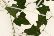 <strong>Cucurbitaceae - Momordica - Momordica balsamina L.</strong><br />© hnb
