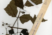 <strong>Vitaceae - Leea - Leea guineensis G.Don</strong><br />© hnb