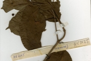 <strong>Rubiaceae - Rutidea - Rutidea membranacea Hiern</strong><br />© hnb
