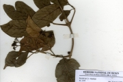 <strong>Rubiaceae - Rutidea - Rutidea membranacea Hiern</strong><br />© hnb