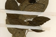 <strong>Piperaceae - Piper - Piper guineense Schumach. & Thonn.</strong><br />© hnb
