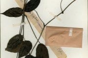 <strong>Leguminosae-Papilionoideae - Mucuna - Mucuna flagellipes Vogel ex Benth.</strong><br />© hnb