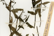 <strong>Rubiaceae - Pentodon - Pentodon pentandrus (Schumach. & Thonn.) Vatke</strong><br />© hnb
