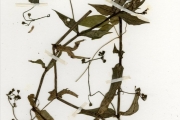 <strong>Rubiaceae - Pentodon - Pentodon pentandrus (Schumach. & Thonn.) Vatke</strong><br />© hnb