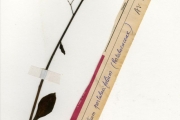 <strong>Portulacaceae - Talinum - Talinum portulacifolium (Forssk.) Asch. ex Schweinf.</strong><br />© hnb