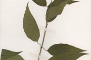 <strong>Acanthaceae - Justicia - Justicia secunda Vahl</strong><br />© hnb