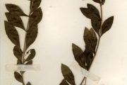 <strong>Lythraceae - Lawsonia - Lawsonia inermis L.</strong><br />© hnb