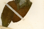 <strong>Asclepiadaceae - Calotropis - Calotropis procera (Aiton) W.T.Aiton</strong><br />© hnb