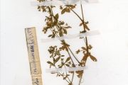 <strong>Molluginaceae - Glinus - Glinus oppositifolius (L.) Aug.DC.</strong><br />© hnb