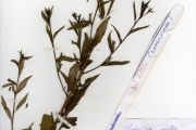 <strong>Onagraceae - Ludwigia - Ludwigia decurrens Walter</strong><br />© hnb