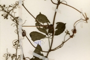 <strong>Cucurbitaceae - Telfairia - Telfairia occidentalis Hook.f.</strong><br />© hnb