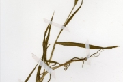 <strong>Poaceae - Setaria - Setaria verticillata (L.) P.Beauv.</strong><br />© hnb