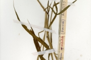 <strong>Poaceae - Setaria - Setaria verticillata (L.) P.Beauv.</strong><br />© hnb