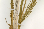 <strong>Poaceae - Oryza - Oryza glaberrima Steud.</strong><br />© hnb