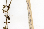 <strong>Scrophulariaceae - Bacopa - Bacopa crenata (P.Beauv.) Hepper</strong><br />© hnb