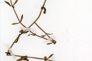 <strong>Scrophulariaceae - Bacopa - Bacopa crenata (P.Beauv.) Hepper</strong><br />© hnb