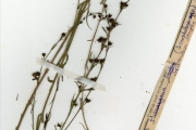 <strong>Scrophulariaceae - Micrargeria - Micrargeria filiformis (Schumach. & Thonn.) Hutch. & Dalziel</strong><br />© hnb