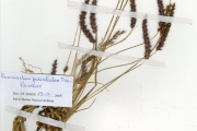 <strong>Poaceae - Pennisetum - Pennisetum pedicellatum Trin.</strong><br />© hnb