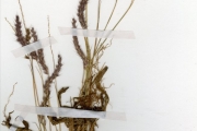 <strong>Poaceae - Pennisetum - Pennisetum pedicellatum Trin.</strong><br />© hnb