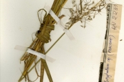 <strong>Poaceae - Sorghastrum - Sorghastrum bipennatum (Hack.) Pilg.</strong><br />© hnb