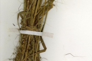 <strong>Poaceae - Sorghastrum - Sorghastrum bipennatum (Hack.) Pilg.</strong><br />© hnb