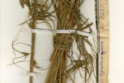 <strong>Poaceae - Hyparrhenia - Hyparrhenia subplumosa Stapf</strong><br />© hnb