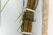 <strong>Poaceae - Ischaemum - Ischaemum amethystinum J.-P.Lebrun</strong><br />© hnb