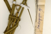 <strong>Poaceae - Ischaemum - Ischaemum amethystinum J.-P.Lebrun</strong><br />© hnb