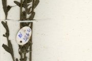 <strong>Scrophulariaceae - Striga - Striga klingii (Engl.) Skan</strong><br />© hnb