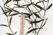 <strong>Rubiaceae - Oldenlandia - Oldenlandia lancifolia (Schumach.) DC. var. scabridula Bremek.</strong><br />© hnb