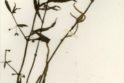 <strong>Rubiaceae - Oldenlandia - Oldenlandia lancifolia (Schumach.) DC. var. scabridula Bremek.</strong><br />© hnb
