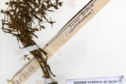 <strong>Scrophulariaceae - Bacopa - Bacopa floribunda (R.Br.) Wettst.</strong><br />© hnb