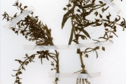 <strong>Scrophulariaceae - Bacopa - Bacopa floribunda (R.Br.) Wettst.</strong><br />© hnb