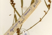 <strong>Leguminosae-Papilionoideae - Alysicarpus - Alysicarpus rugosus (Willd.) DC.</strong><br />© hnb