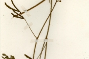 <strong>Leguminosae-Mimosoideae - Schrankia - Schrankia leptocarpa DC.</strong><br />© hnb