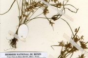 <strong>Cyperaceae - Cyperus - Cyperus pumilus L.</strong><br />© hnb