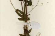 <strong>Lamiaceae - Englerastrum - Englerastrum gracillimum T.C.E.Fr.</strong><br />© hnb