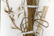 <strong>Poaceae - Hyparrhenia - Hyparrhenia rufa (Nees) Stapf</strong><br />© hnb