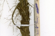 <strong>Poaceae - Panicum - Panicum fluviicola Steud.</strong><br />© hnb