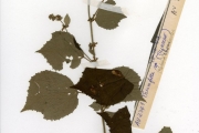 <strong>Tiliaceae - Triumfetta - Triumfetta rhomboidea Jacq.</strong><br />© hnb