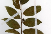 <strong>Moraceae - Ficus - Ficus capreifolia Delile</strong><br />© hnb