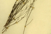 <strong>Rubiaceae - Kohautia - Kohautia virgata (Willd.) Bremek.</strong><br />© hnb