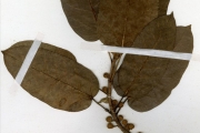 <strong>Moraceae - Ficus - Ficus ingens (Miq.) Miq.</strong><br />© hnb