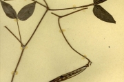 <strong>Leguminosae-Papilionoideae - Sphenostylis - Sphenostylis stenocarpa (Hochst. ex A.Rich.) Harms</strong><br />© hnb